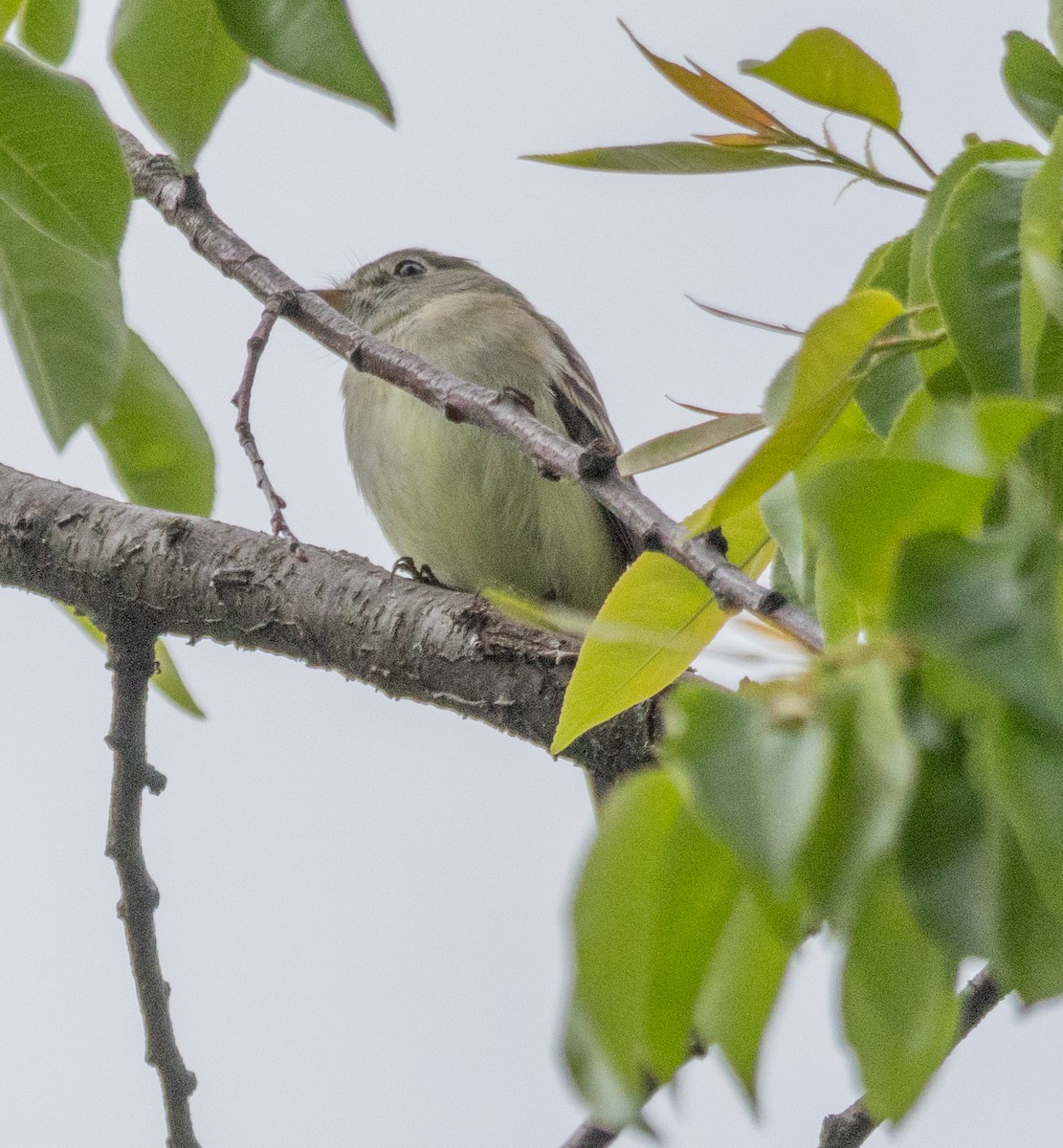 Empidonax sp. - MCHL ____