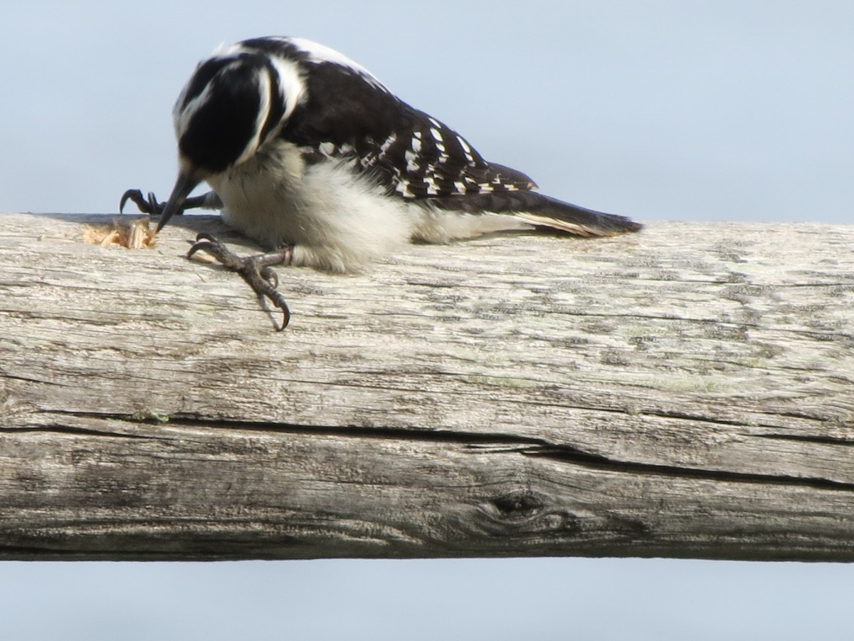 Hairy Woodpecker - Luis Mendes