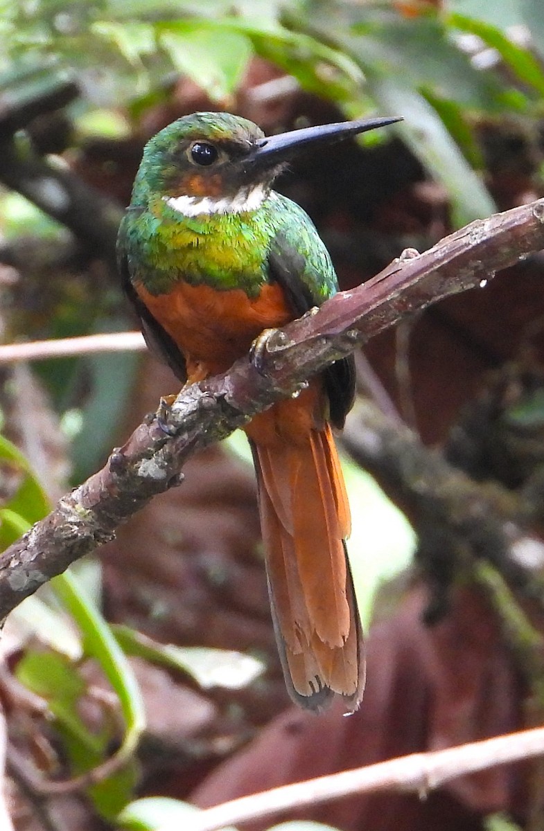 Rufous-tailed Jacamar - ML618926914