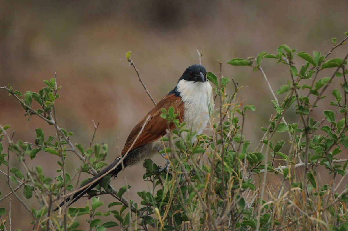 Coucal à sourcils blancs (burchellii/fasciipygialis) - ML618926919