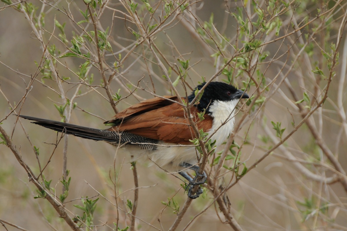 White-browed Coucal (Burchell's) - Dominic More O’Ferrall