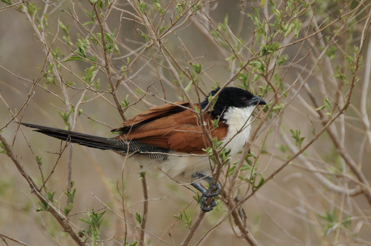 Coucal à sourcils blancs (burchellii/fasciipygialis) - ML618926922