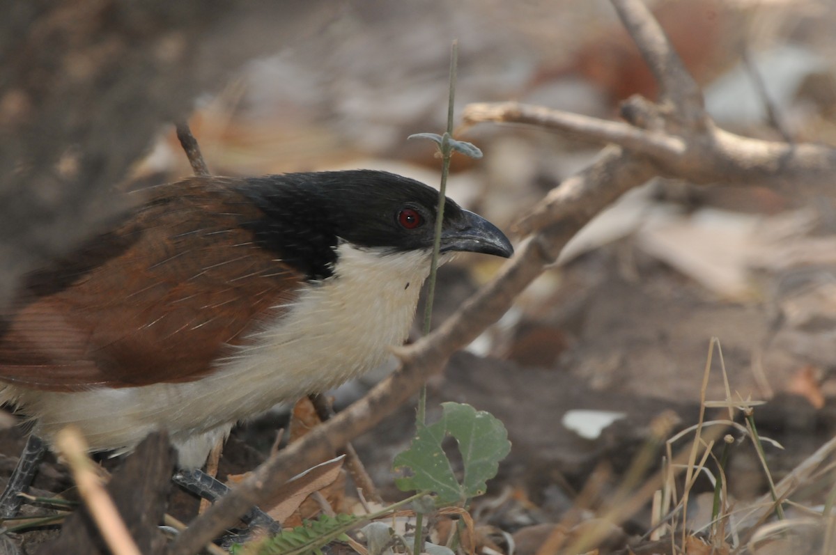 Coucal à sourcils blancs (burchellii/fasciipygialis) - ML618926924