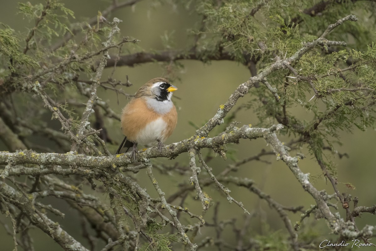 Many-colored Chaco Finch - Claudio Rosso