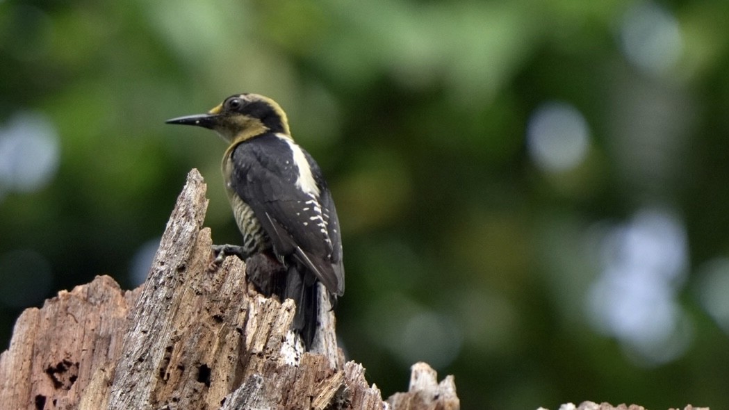 Golden-naped Woodpecker - Fernando  Guerrero Chavarria