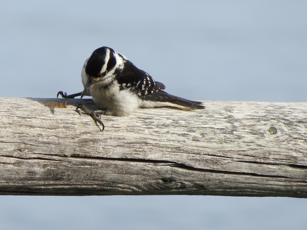 Hairy Woodpecker - Luis Mendes