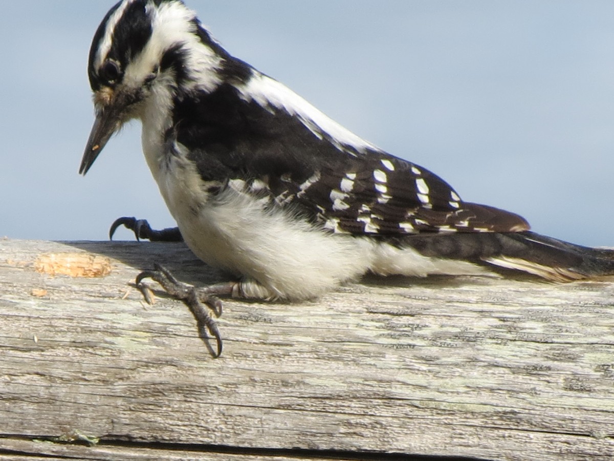 Hairy Woodpecker - Luis Mendes