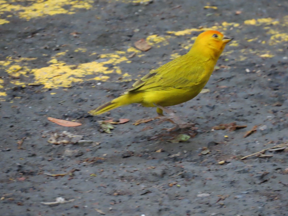 Saffron Finch - Manuel y Juanita Franco Angel