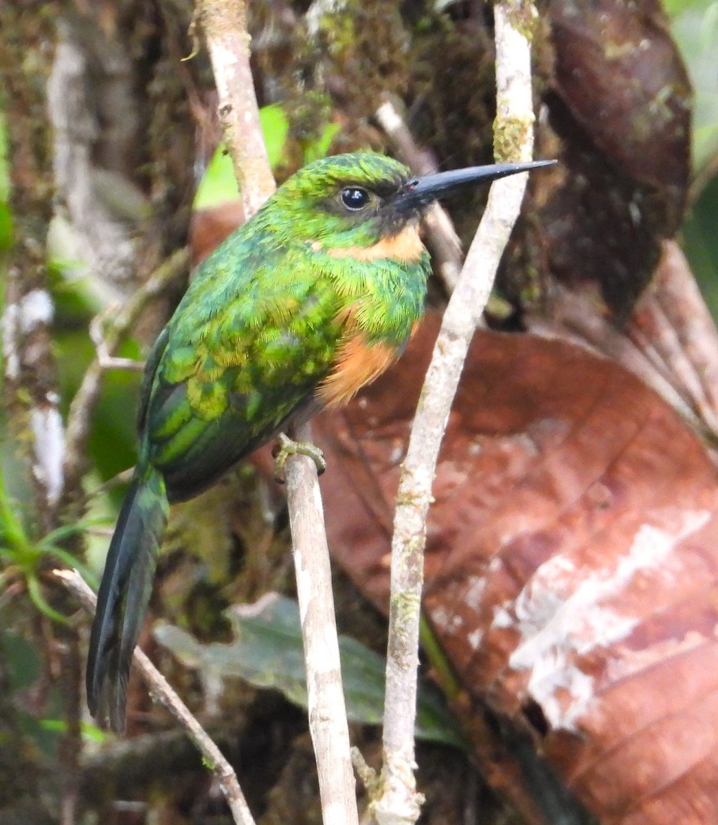 Rufous-tailed Jacamar - ML618926959