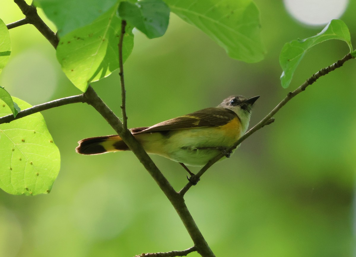 American Redstart - Maria Pacheco