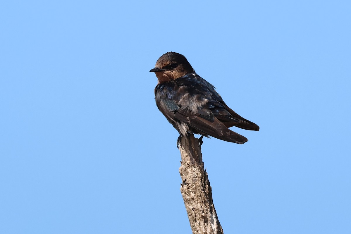 Pacific Swallow - Peter Christiaen