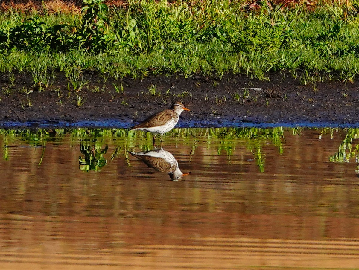 Spotted Sandpiper - William Proebsting