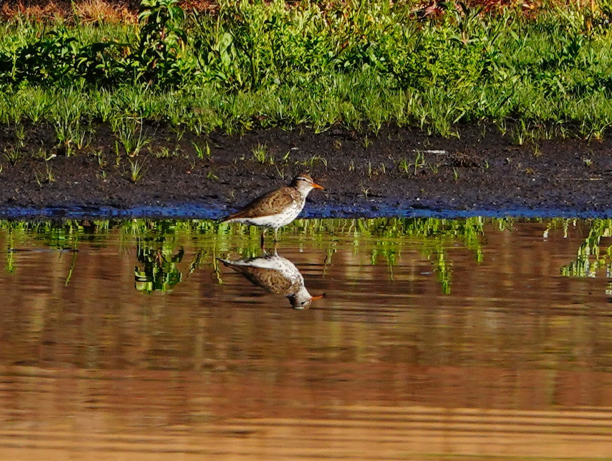 Spotted Sandpiper - ML618927006