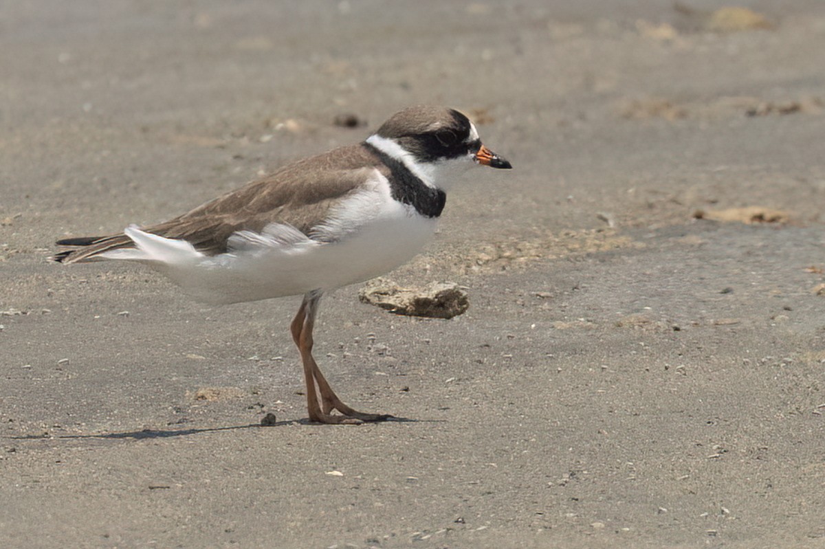 Semipalmated Plover - Greg Bodker