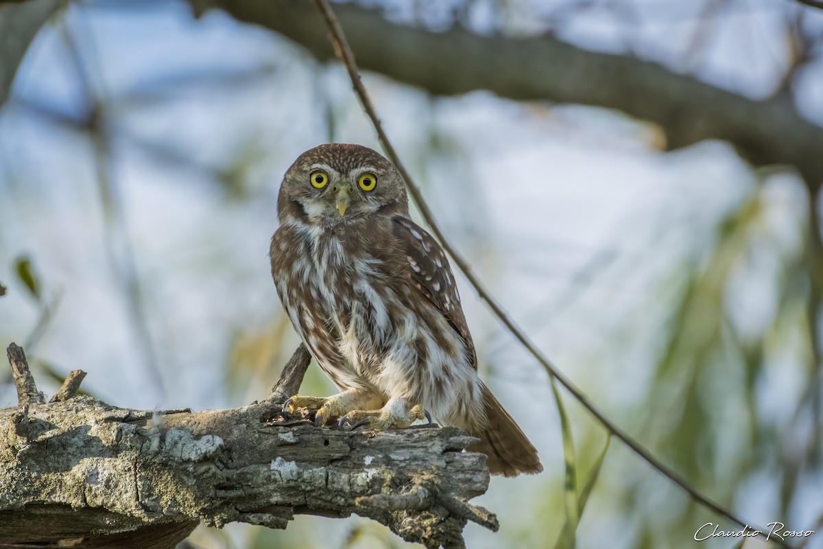 Ferruginous Pygmy-Owl - Claudio Rosso