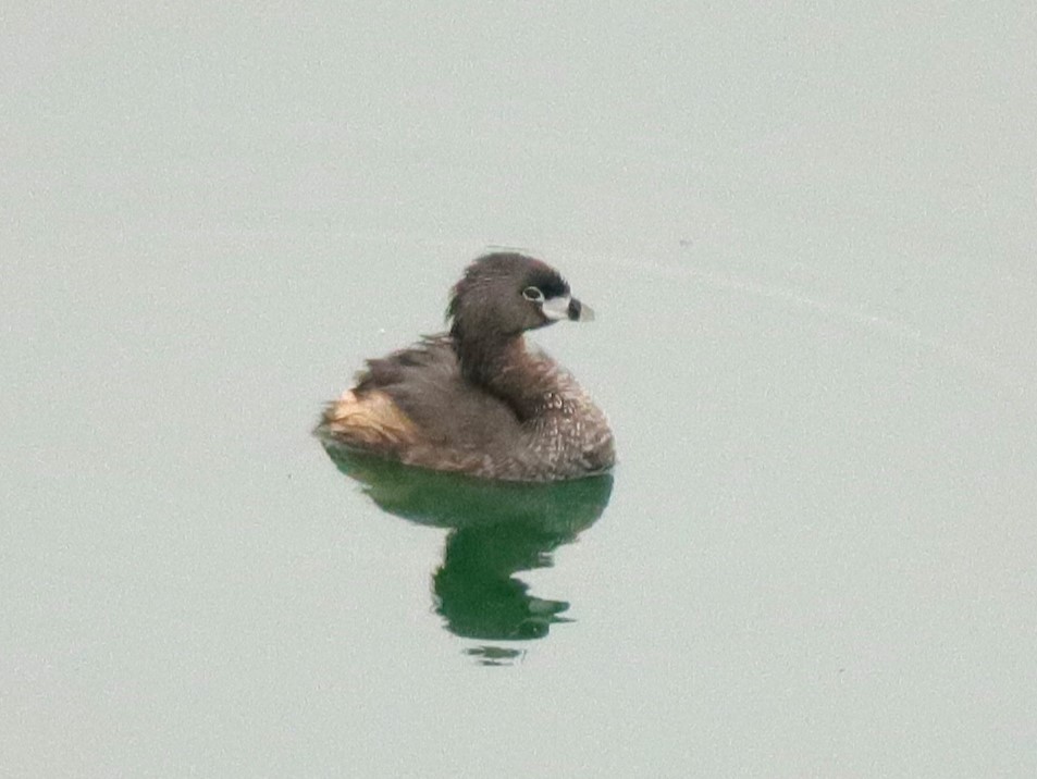 Pied-billed Grebe - ML618927024