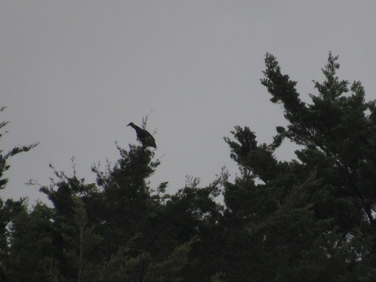 Black Vulture - Comite Local CBIMA