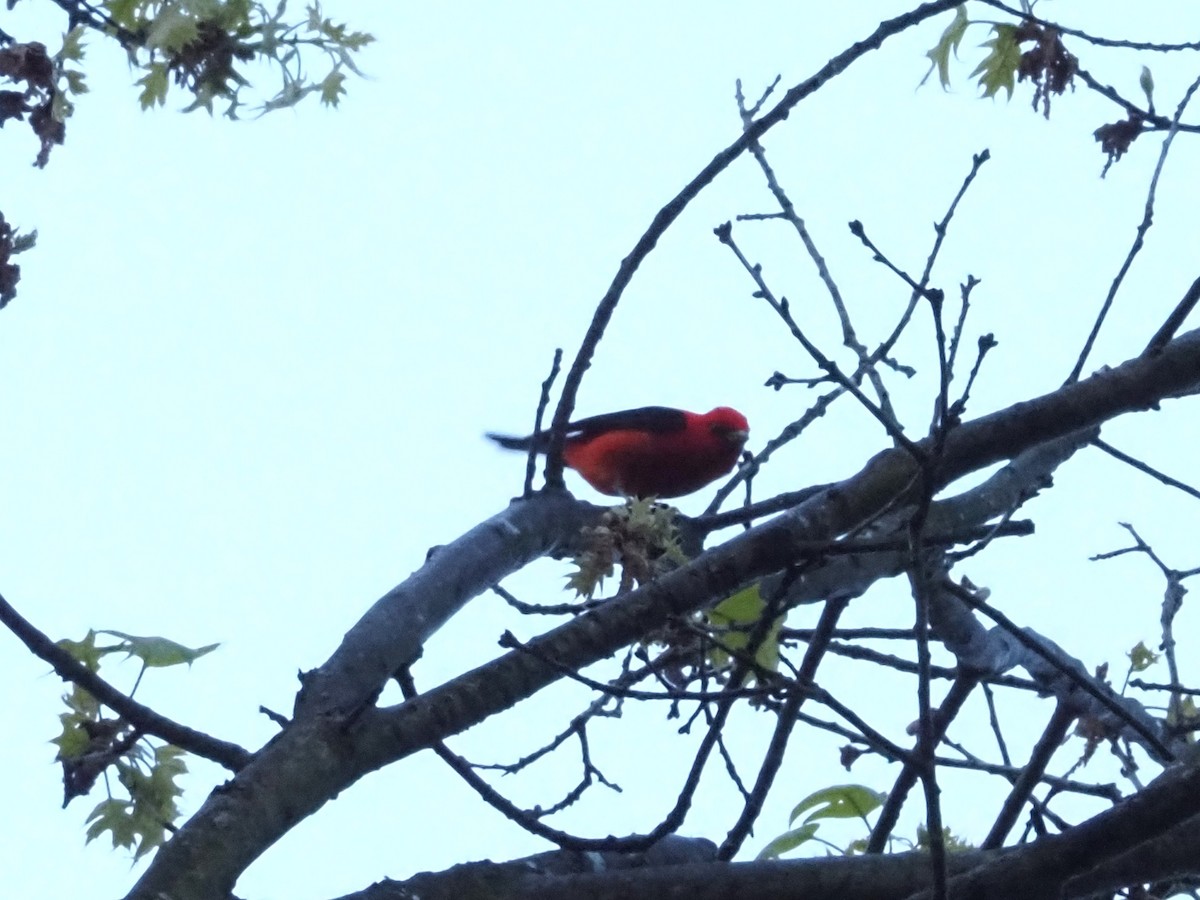 Scarlet Tanager - ML618927037