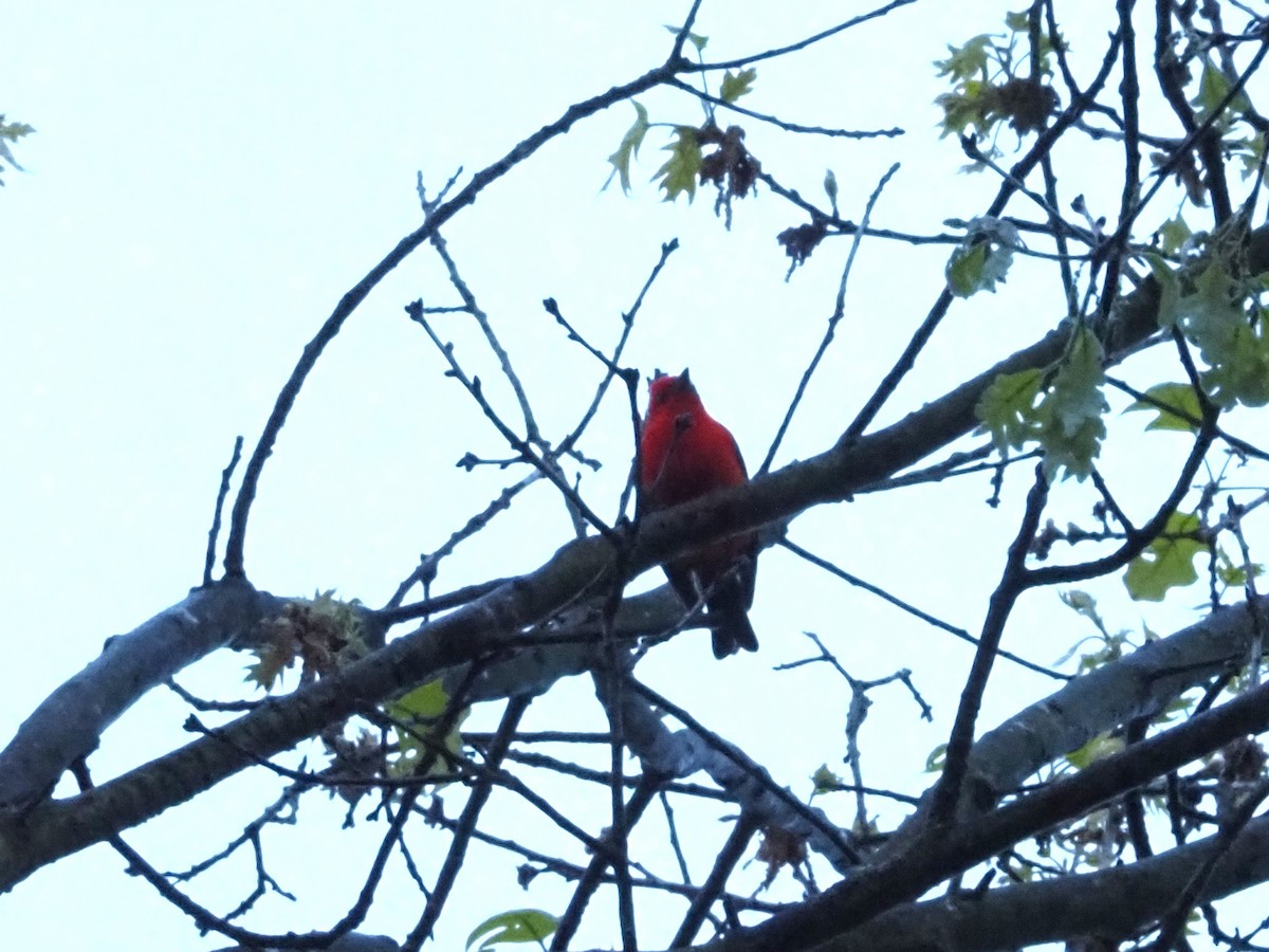 Scarlet Tanager - ML618927038