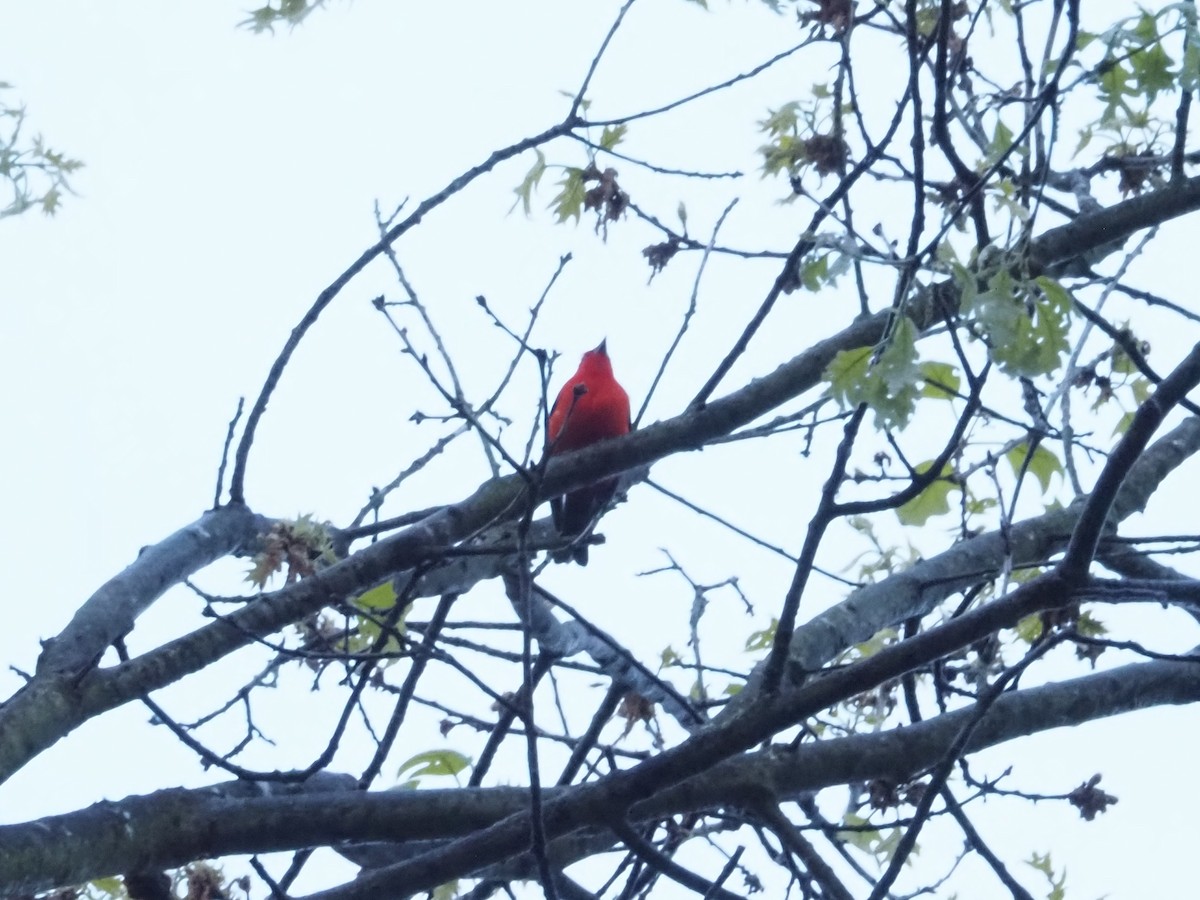 Scarlet Tanager - ML618927039