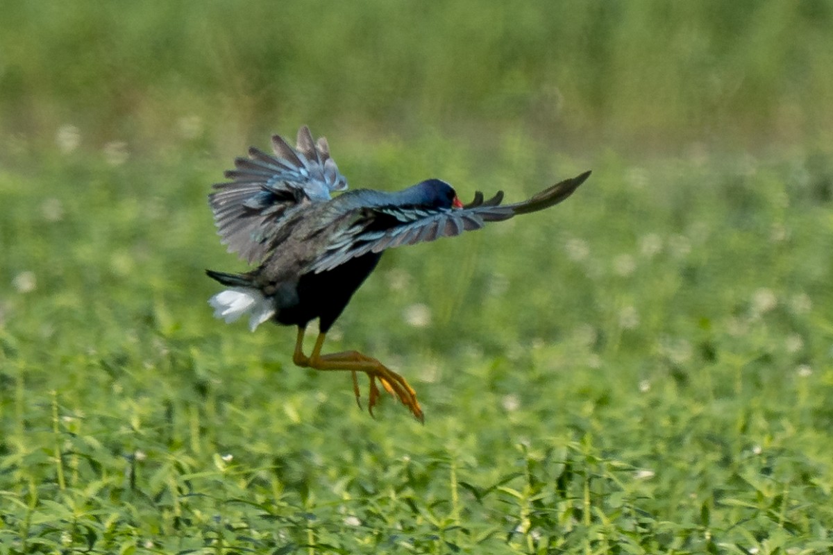 Purple Gallinule - Slawomir Dabrowski