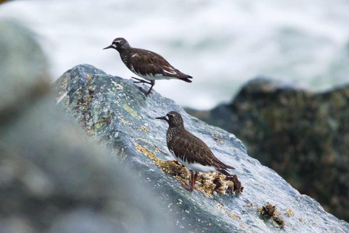 Black Turnstone - Travis Waleri