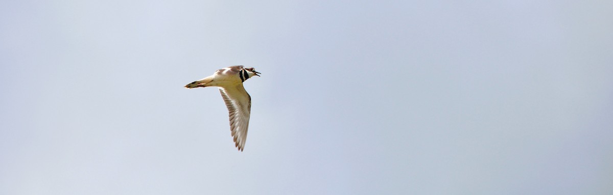 Killdeer - ML618927064