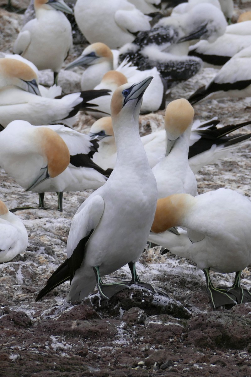 Australasian Gannet - ML618927071