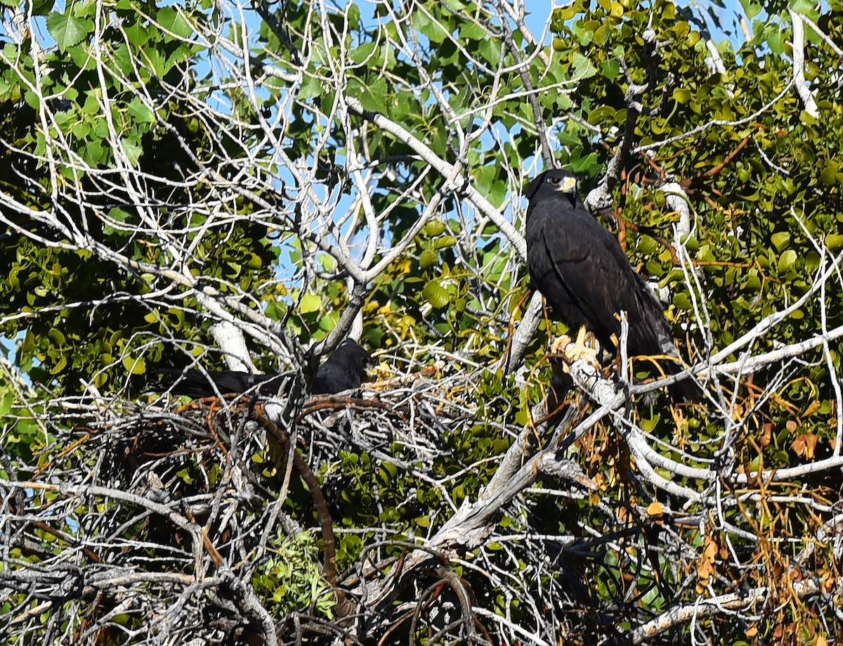 Rußbussard - ML618927081