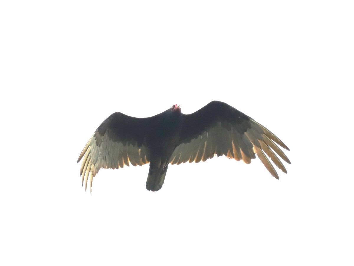 Turkey Vulture - ML618927087