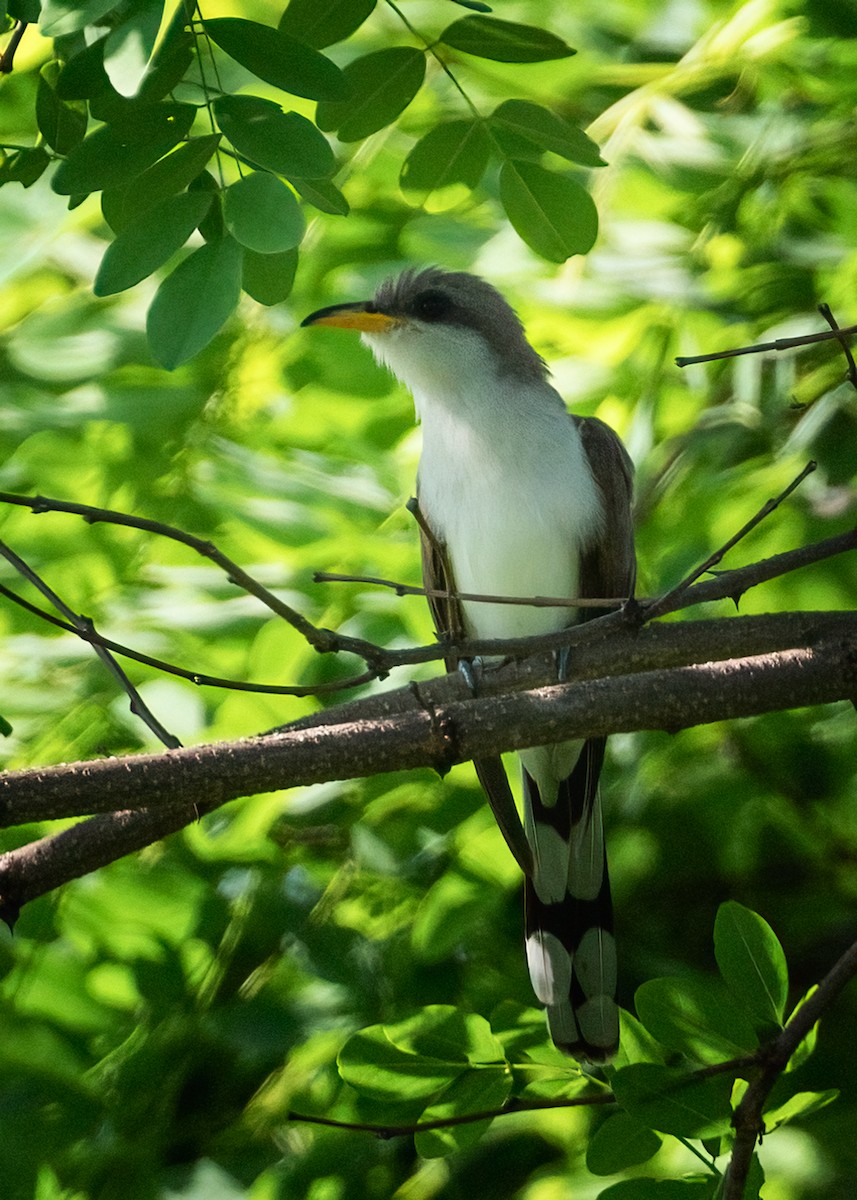 Yellow-billed Cuckoo - ML618927091