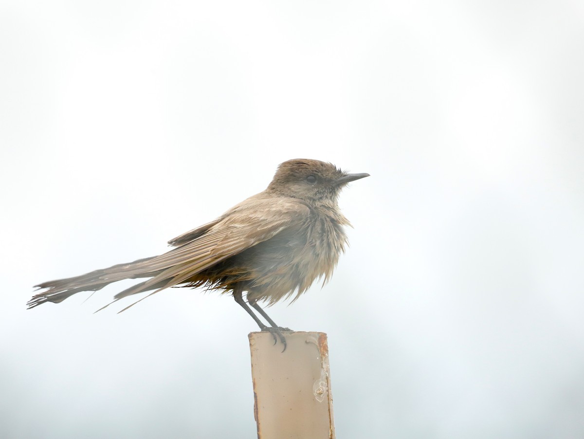 Say's Phoebe - ML618927120