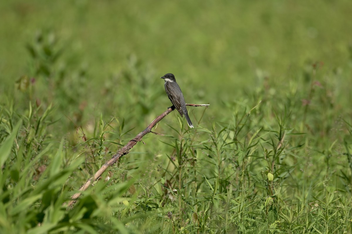 Eastern Kingbird - Justin Riley