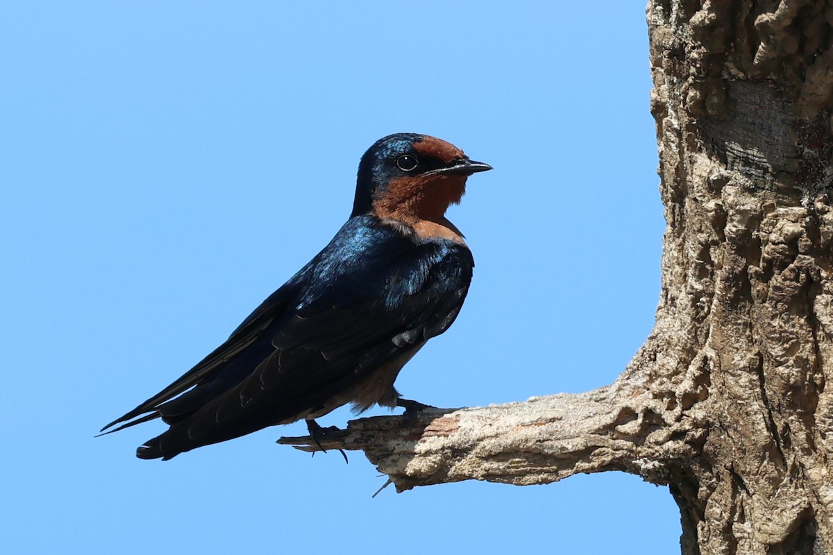 Golondrina del Pacífico - ML618927126