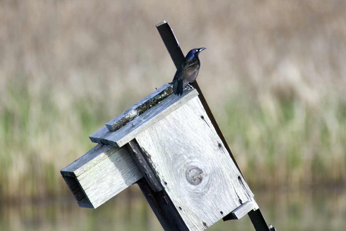 Common Grackle - Jay Dia