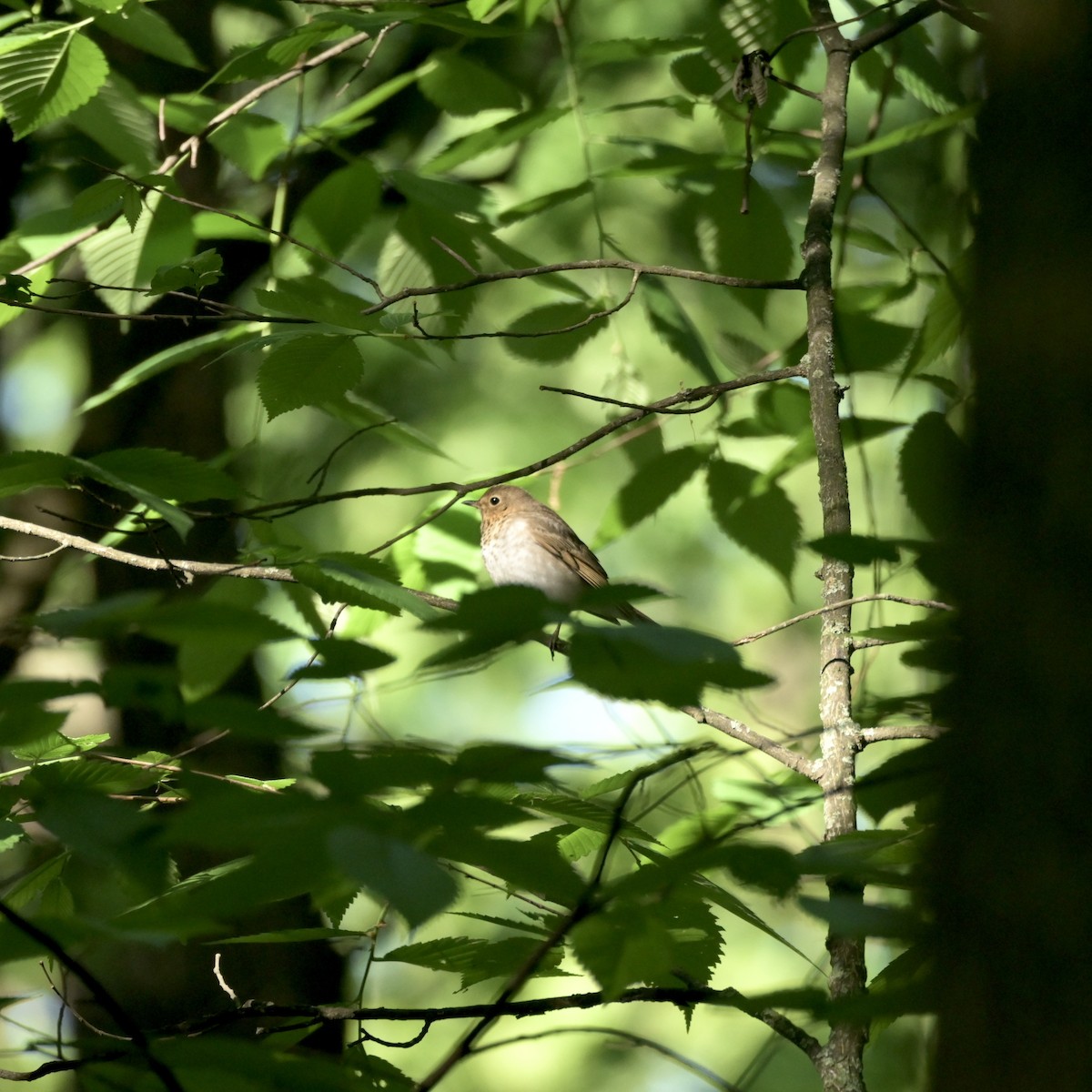 Swainson's Thrush - ML618927154