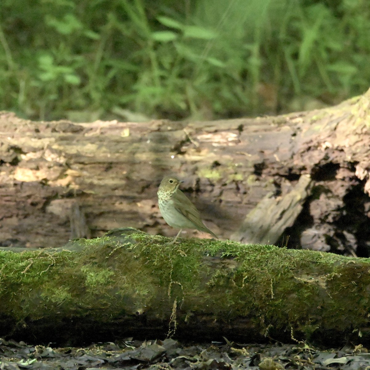 Swainson's Thrush - Justin Riley