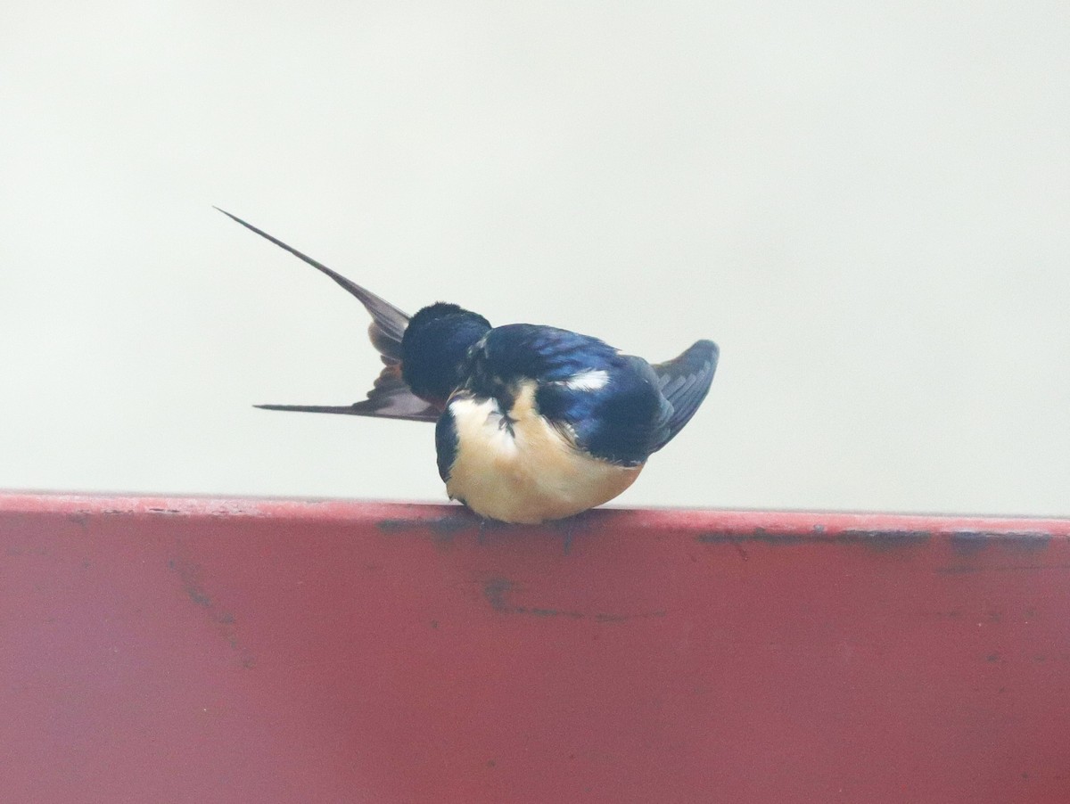 Barn Swallow - ML618927163