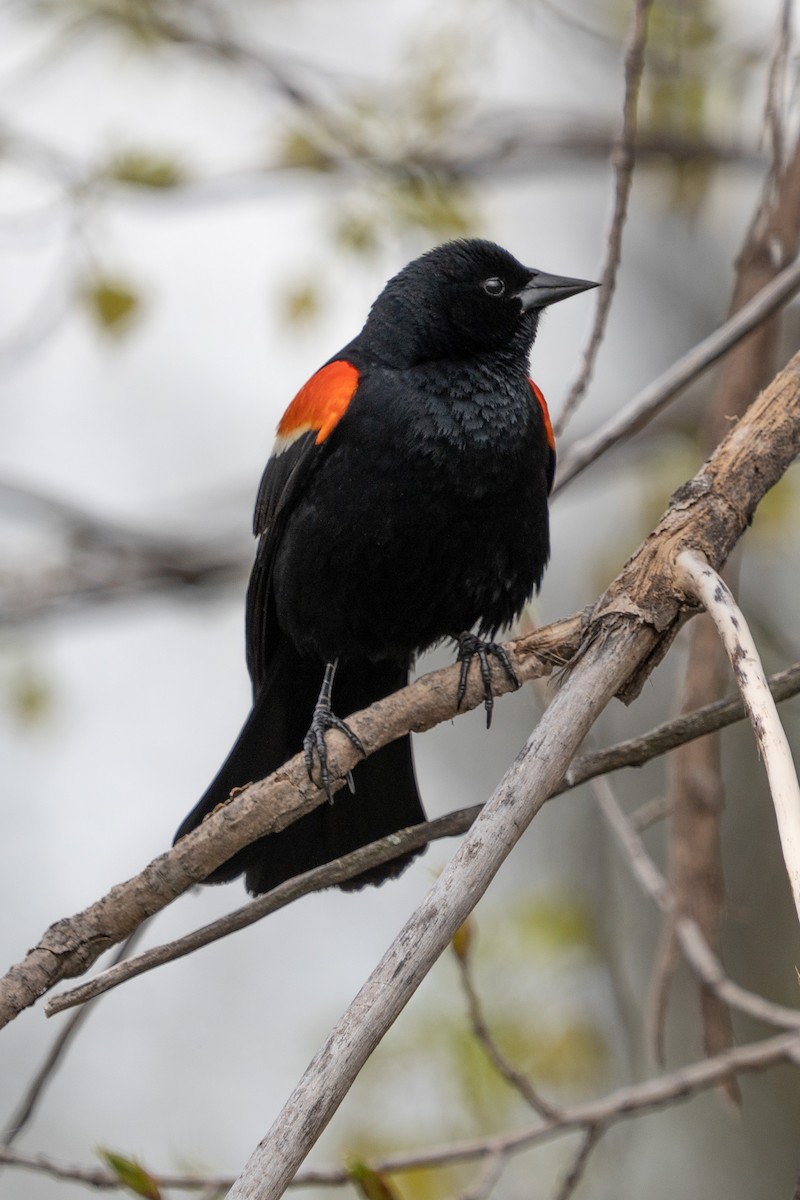 Red-winged Blackbird - Bernard Rodrigue