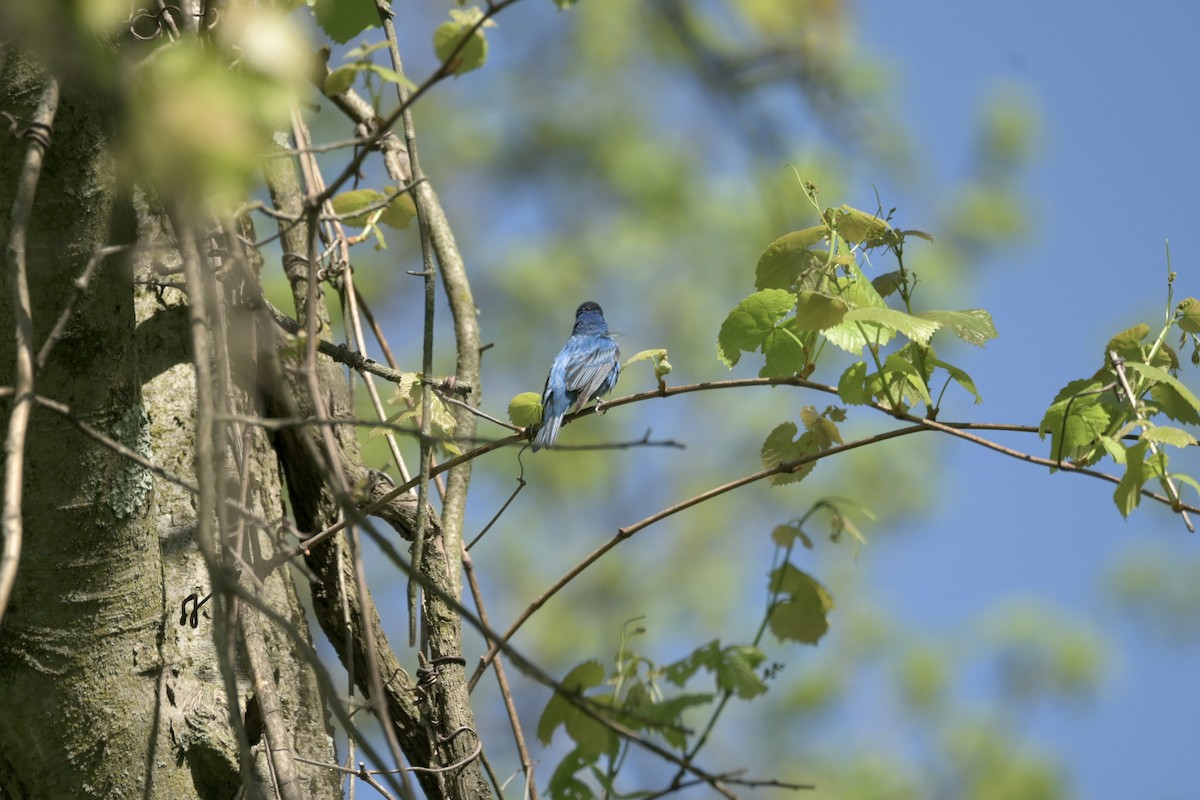 Passerin indigo - ML618927188