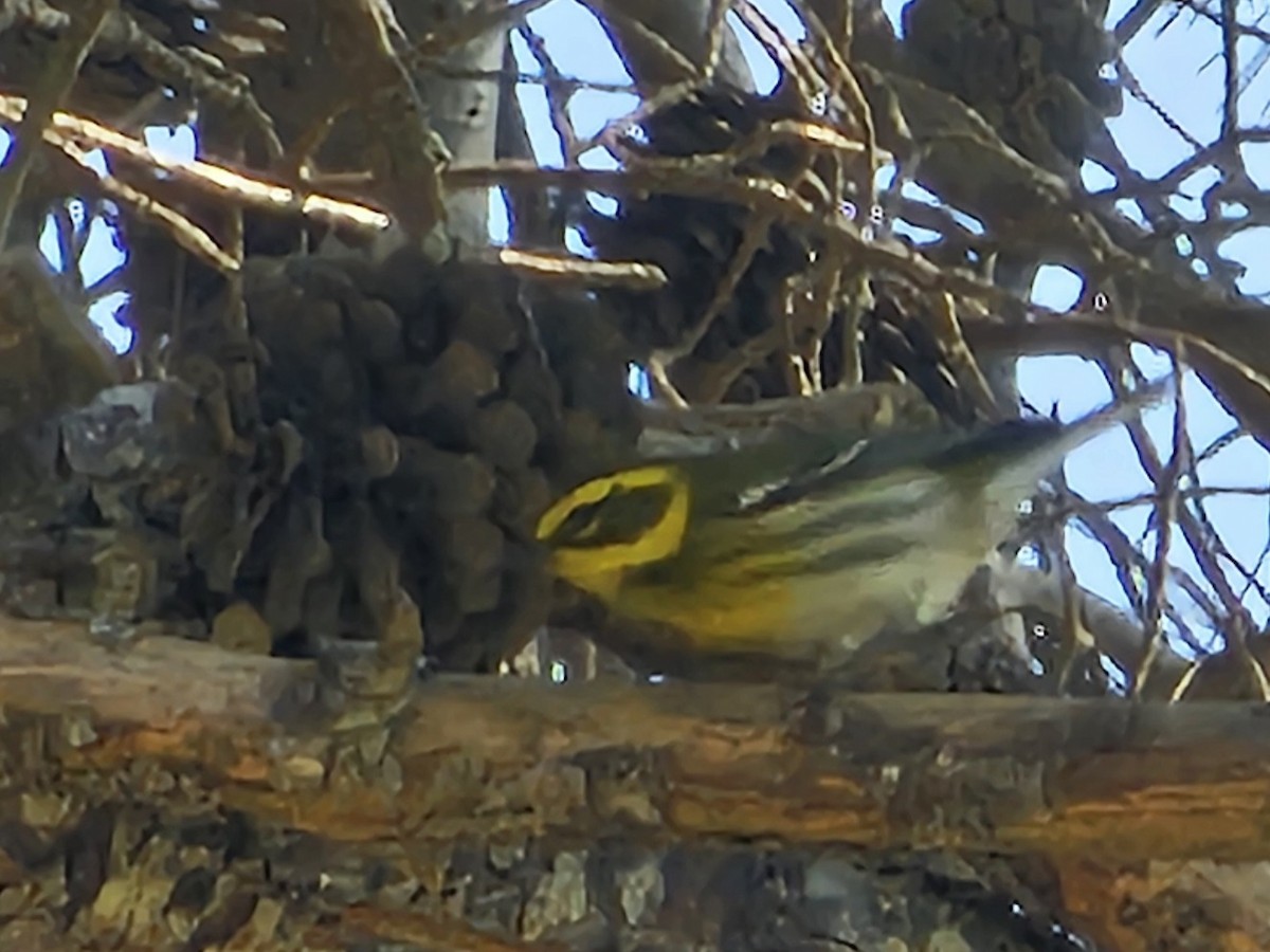 Townsend's Warbler - Graeme Hinde