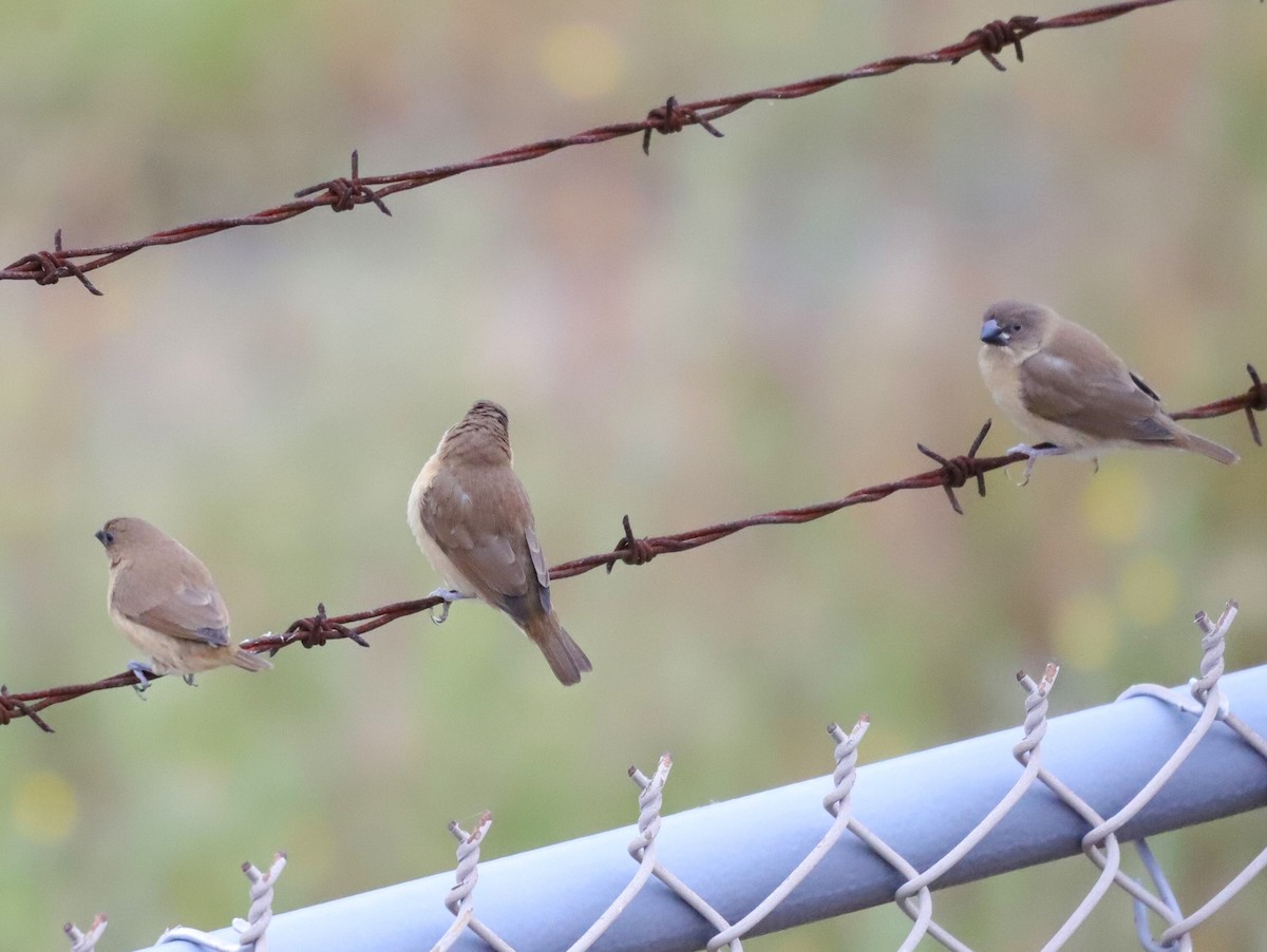 Scaly-breasted Munia - Drew Hatcher