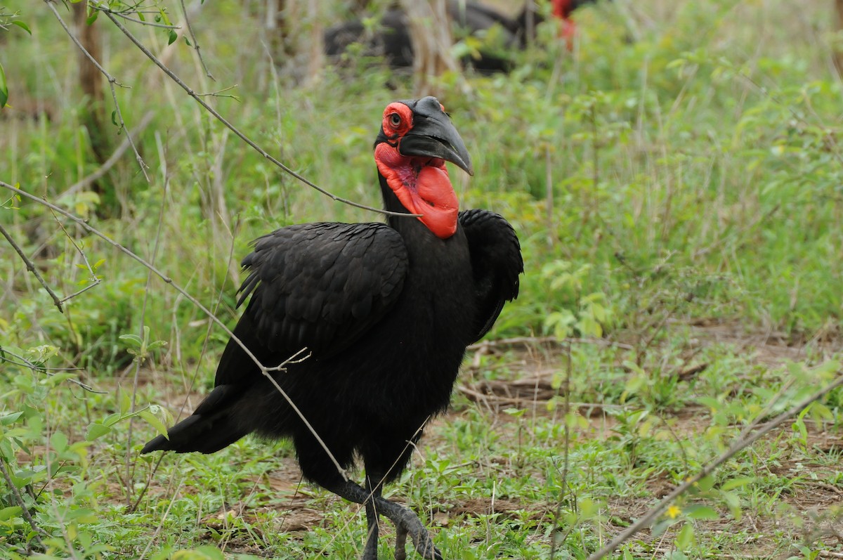 Southern Ground-Hornbill - Dominic More O’Ferrall