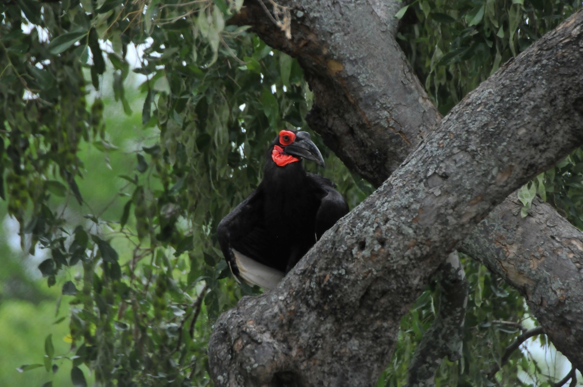 Southern Ground-Hornbill - Dominic More O’Ferrall