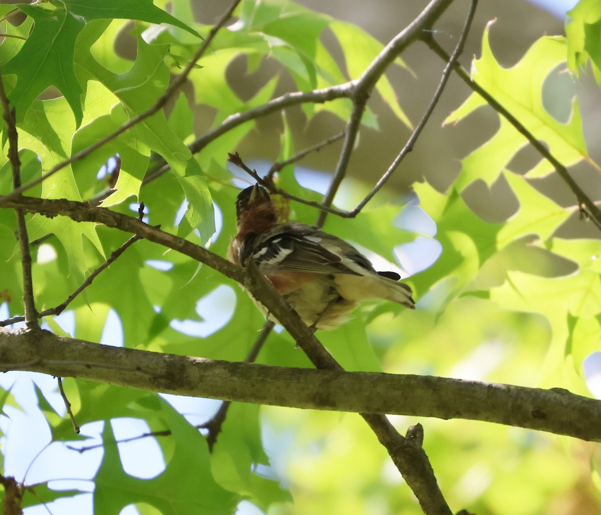 Bay-breasted Warbler - Maria Pacheco