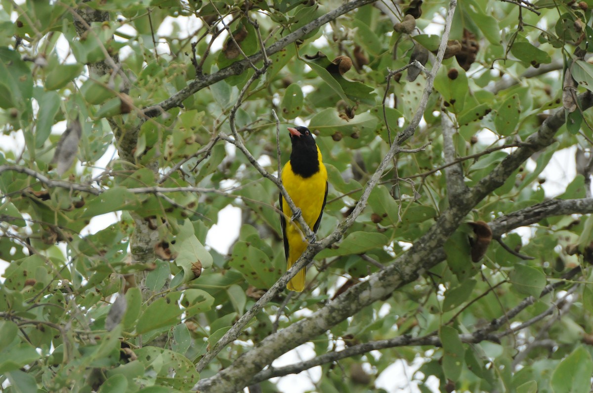 African Black-headed Oriole - Dominic More O’Ferrall