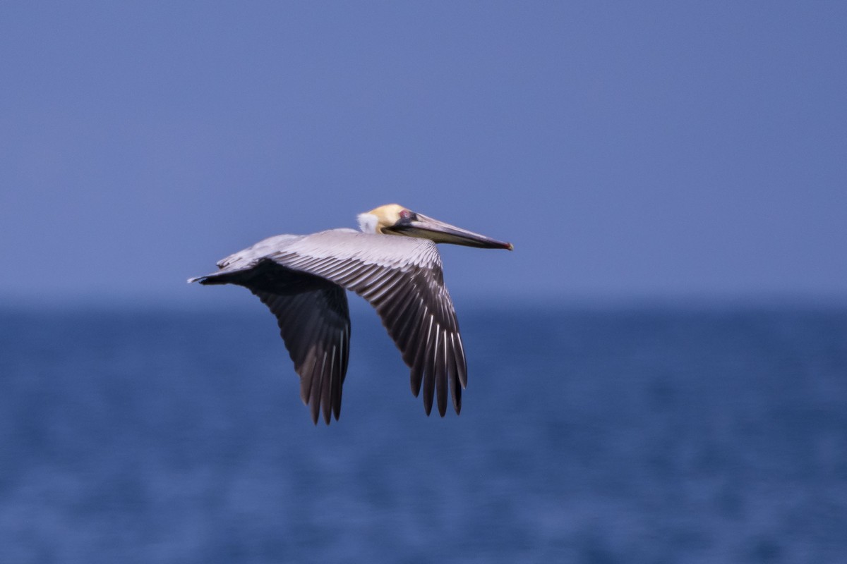 Brown Pelican - Felix León