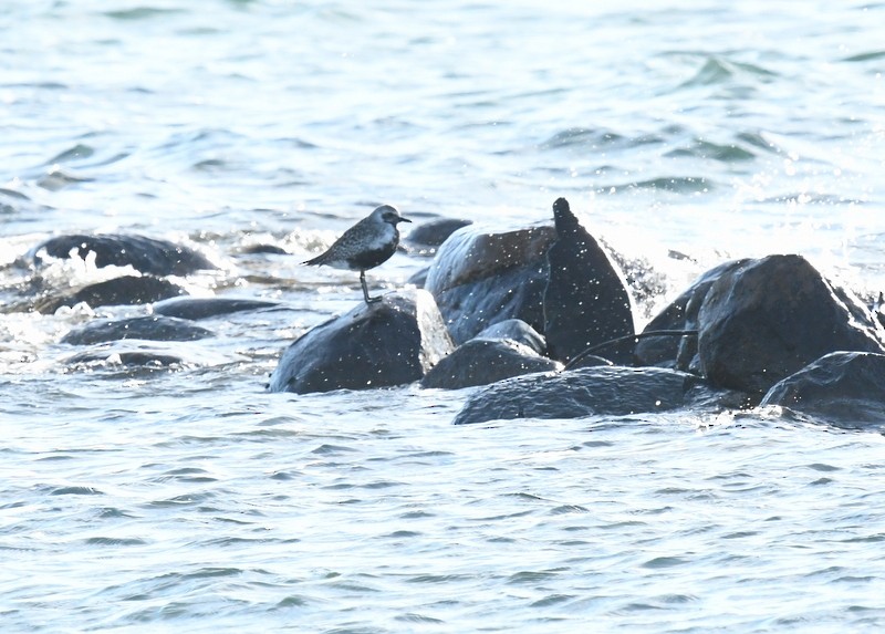 Black-bellied Plover - ML618927263