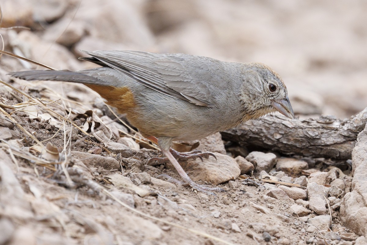 Canyon Towhee - Tommy Quarles