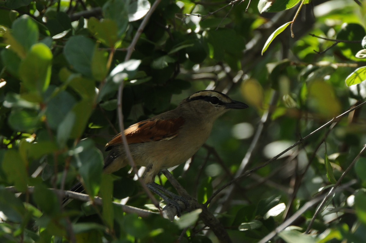 Brown-crowned Tchagra - ML618927271